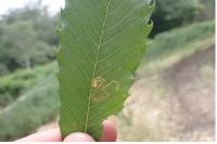 Stigmella samiatella