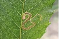 Stigmella samiatella