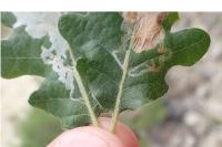 Acrocercops brongniardella