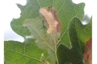 Acrocercops brongniardella
