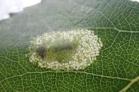 Phyllonorycter comparella