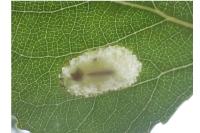 Phyllonorycter comparella