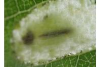 Phyllonorycter comparella