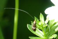 Adela australis