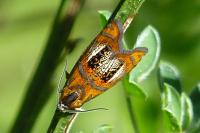 Olethreutes arcuella