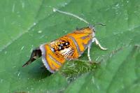 Olethreutes arcuella