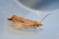 Celypha rufana