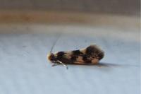 Lichenotinea pustulatella