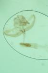 Batia lunaris