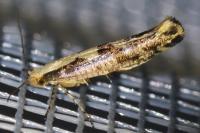 Argyresthia conjugella