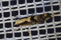Argyresthia conjugella