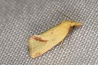 Agapeta hamana