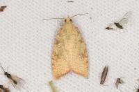 Aleimma loeflingiana
