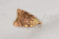 Aleimma loeflingiana