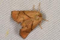 Apoda limacodes