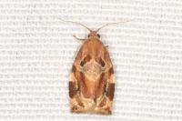 Archips xylosteana