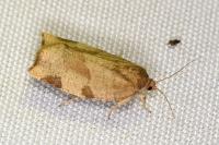 Choristoneura hebenstreitella