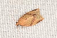 Clepsis consimilana