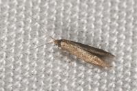 Coleophora