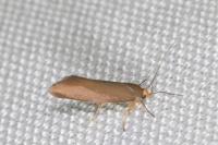 Crassa unitella