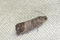 Cydia pomonella