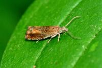 Epinotia tenerana