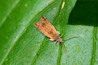 Epinotia tenerana