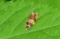 Celypha aurofasciana