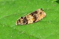 Celypha aurofasciana