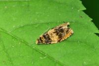Celypha aurofasciana