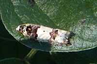 Epinotia thapsiana