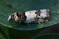 Epinotia thapsiana