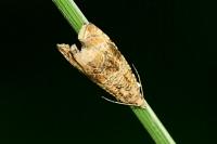 Celypha lacunana