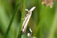 Pleurota aristella