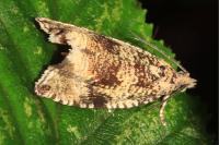 Celypha lacunana