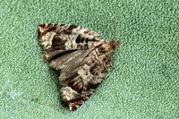 Ancylis achatana