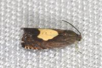 Pammene regiana