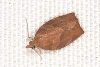 Pandemis heparana