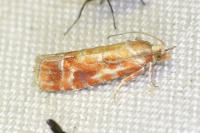 Rhyacionia buoliana
