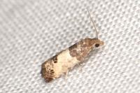 Spilonota ocellana