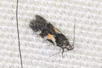 Teleiodes luculella