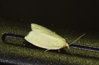 Tortrix viridana