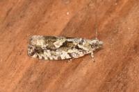 Zeiraphera isertana