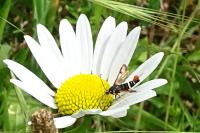 Pyropteron chrysidiforme