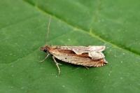 Ancylis geminana