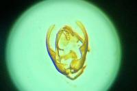 Ancylis geminana