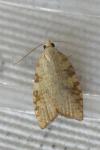 Aleimma loeflingiana