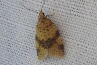 Epagoge grotiana