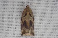 Archips xylosteana