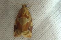 Archips xylosteana